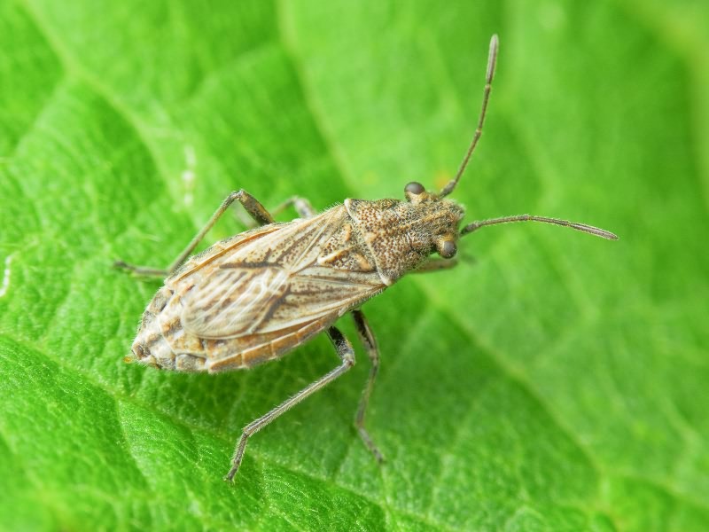 Ortholomus punctipennis (Herrich-Schäffer, 1838)